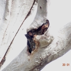 Callocephalon fimbriatum at Deakin, ACT - suppressed