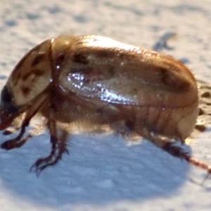 Cyclocephala signaticollis at Ainslie, ACT - 12 Jan 2019 09:41 PM