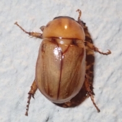 Cyclocephala signaticollis at Ainslie, ACT - 12 Jan 2019 09:41 PM