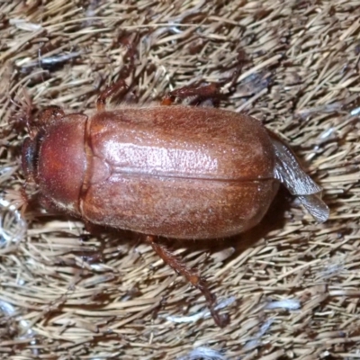 Antitrogus morbillosus (Tableland pasture scarab) at Ainslie, ACT - 14 Jan 2019 by jb2602