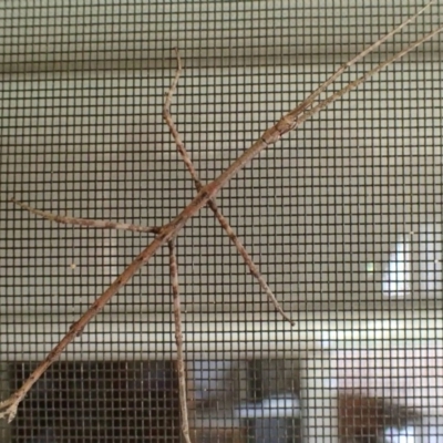 Ctenomorpha marginipennis (Margin-winged stick insect) at Jerrabomberra, NSW - 18 Jan 2019 by OllieCal