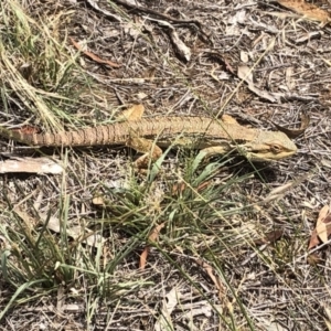 Pogona barbata at Cook, ACT - 20 Jan 2019