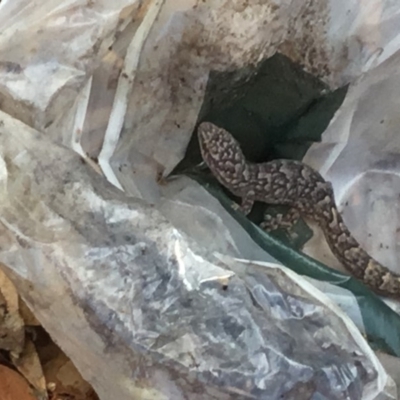 Christinus marmoratus (Southern Marbled Gecko) at Downer, ACT - 20 Jan 2019 by Raja