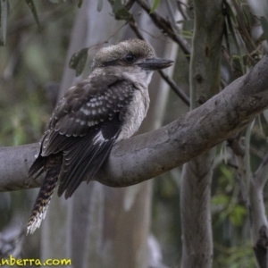 Dacelo novaeguineae at Hughes, ACT - 19 Jan 2019