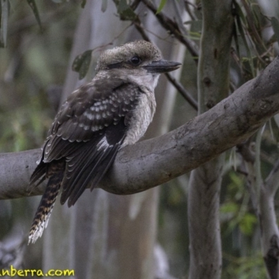 Dacelo novaeguineae (Laughing Kookaburra) at Hughes, ACT - 18 Jan 2019 by BIrdsinCanberra