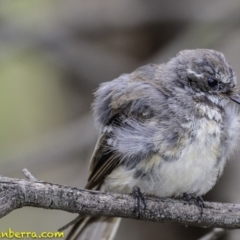 Rhipidura albiscapa (Grey Fantail) at Undefined, ACT - 18 Jan 2019 by BIrdsinCanberra