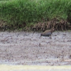 Porzana fluminea (Australian Spotted Crake) at Fyshwick, ACT - 19 Jan 2019 by tom.tomward@gmail.com