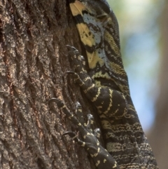 Varanus varius (Lace Monitor) at Bald Hills, NSW - 19 Jan 2019 by JulesPhotographer