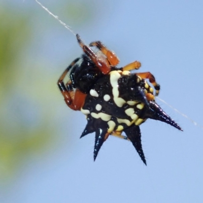 Austracantha minax (Christmas Spider, Jewel Spider) at Ainslie, ACT - 16 Jan 2019 by jbromilow50