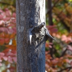 Robinia pseudoacacia at Yarralumla, ACT - 20 May 2018