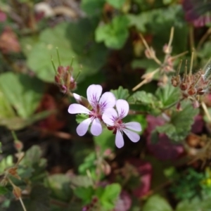 Pelargonium australe at Jerrabomberra, ACT - 20 Jan 2019