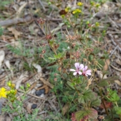 Pelargonium australe at Jerrabomberra, ACT - 20 Jan 2019 11:18 AM