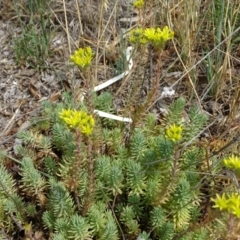 Sedum rupestre (Rocky Stonecrop or Deflexed Stonecrop) at Tuggeranong DC, ACT - 20 Jan 2019 by Mike