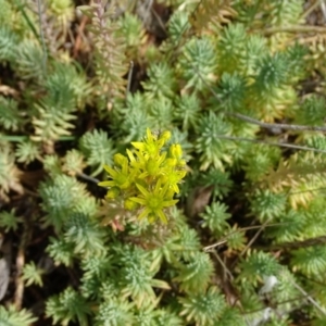 Sedum rupestre at Tuggeranong DC, ACT - 20 Jan 2019