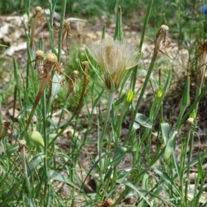 Tragopogon dubius at Jerrabomberra, ACT - 20 Jan 2019 10:49 AM