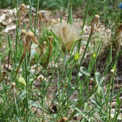 Tragopogon dubius (Goatsbeard) at Isaacs Ridge and Nearby - 20 Jan 2019 by Mike