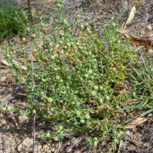 Centipeda cunninghamii at Jerrabomberra, ACT - 20 Jan 2019