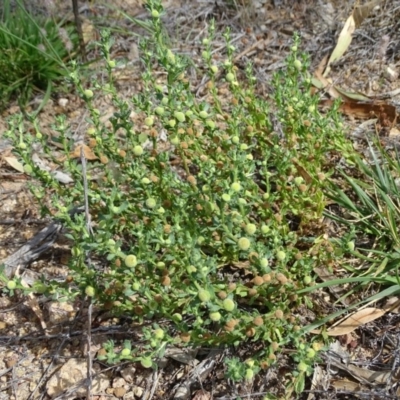 Centipeda cunninghamii (Common Sneezeweed) at Isaacs Ridge and Nearby - 20 Jan 2019 by Mike