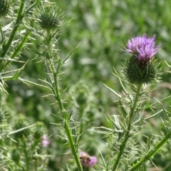 Cirsium vulgare (Spear Thistle) at Jerrabomberra, ACT - 20 Jan 2019 by Mike