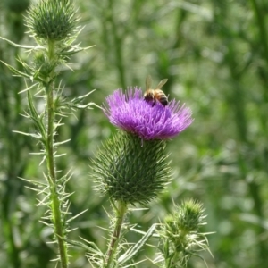 Cirsium vulgare at Jerrabomberra, ACT - 20 Jan 2019