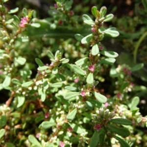 Polygonum plebeium at Isaacs Ridge - 20 Jan 2019