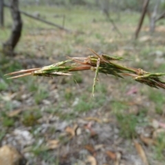 Cymbopogon refractus (Barbed-wire Grass) at Tuggeranong DC, ACT - 20 Jan 2019 by Mike