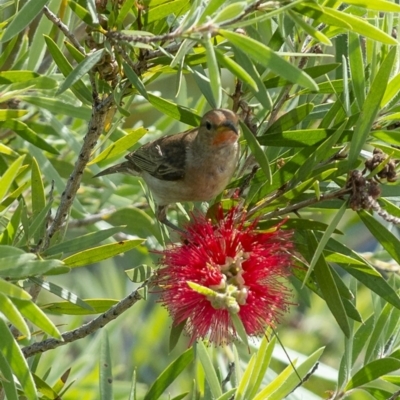 Myzomela sanguinolenta (Scarlet Honeyeater) at Bald Hills, NSW - 20 Jan 2019 by JulesPhotographer