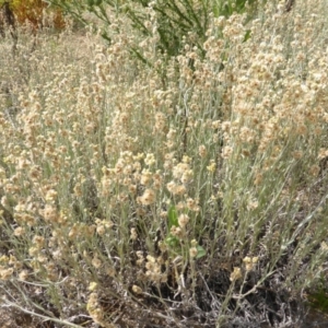 Pseudognaphalium luteoalbum at Jerrabomberra, ACT - 20 Jan 2019 09:22 AM