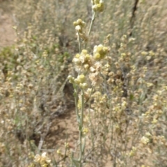 Pseudognaphalium luteoalbum at Jerrabomberra, ACT - 20 Jan 2019 09:22 AM