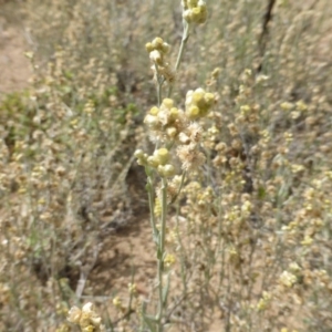 Pseudognaphalium luteoalbum at Jerrabomberra, ACT - 20 Jan 2019