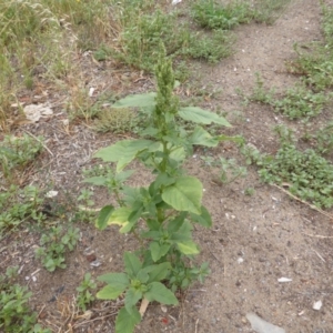 Amaranthus retroflexus at Jerrabomberra, ACT - 20 Jan 2019