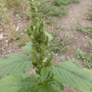 Amaranthus retroflexus at Jerrabomberra, ACT - 20 Jan 2019