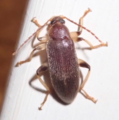 Alleculinae sp. (Subfamily) (Unidentified Comb-clawed beetle) at Ainslie, ACT - 17 Jan 2019 by jbromilow50