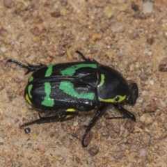 Chlorobapta frontalis (A flower scarab) at Hawker, ACT - 19 Jan 2019 by AlisonMilton