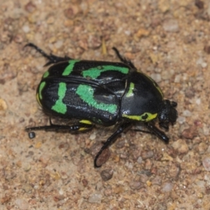 Chlorobapta frontalis at Hawker, ACT - 20 Jan 2019 10:11 AM