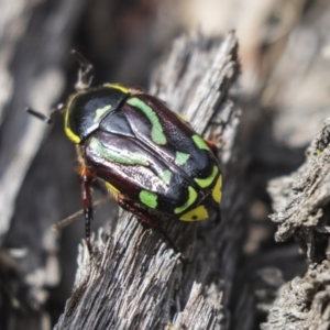 Chlorobapta frontalis at Hawker, ACT - 20 Jan 2019 10:11 AM