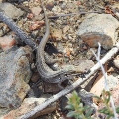 Liopholis whitii (White's Skink) at Booth, ACT - 20 Jan 2019 by HelenCross
