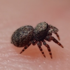 Unidentified Jumping or peacock spider (Salticidae) at Gungahlin, ACT - 20 Jan 2019 by Laserchemisty