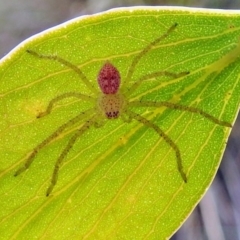 Sparassidae (family) (A Huntsman Spider) at Booth, ACT - 19 Jan 2019 by HelenCross