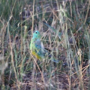 Psephotus haematonotus at Hughes, ACT - 20 Jan 2019