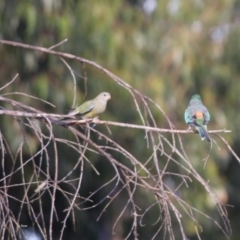 Psephotus haematonotus at Hughes, ACT - 20 Jan 2019