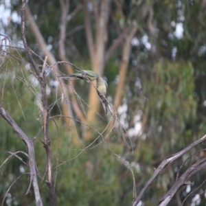 Psephotus haematonotus at Hughes, ACT - 20 Jan 2019