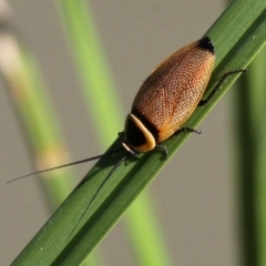 Ellipsidion australe (Austral Ellipsidion cockroach) at Symonston, ACT - 16 Dec 2017 by HarveyPerkins