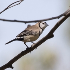 Stizoptera bichenovii (Double-barred Finch) at Hawker, ACT - 19 Jan 2019 by AlisonMilton