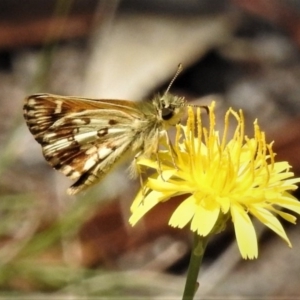 Anisynta monticolae at Kambah, ACT - suppressed