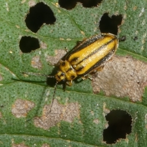 Xanthogaleruca luteola at Canberra, ACT - 24 Jan 2018