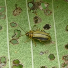 Xanthogaleruca luteola at Canberra, ACT - 24 Jan 2018