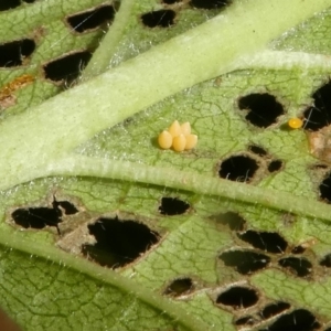 Xanthogaleruca luteola at Canberra, ACT - 24 Jan 2018