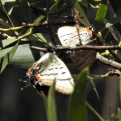 Jalmenus evagoras (Imperial Hairstreak) at Paddys River, ACT - 20 Jan 2019 by JohnBundock