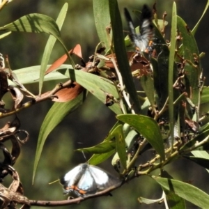 Jalmenus evagoras at Paddys River, ACT - 20 Jan 2019